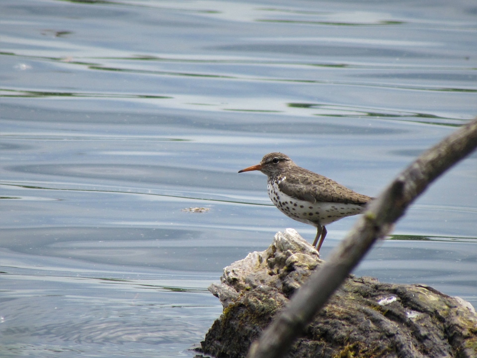 Spotted Sandpiper-3
