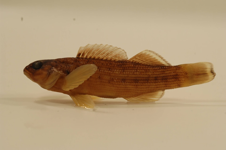Etheostoma camurum-2
