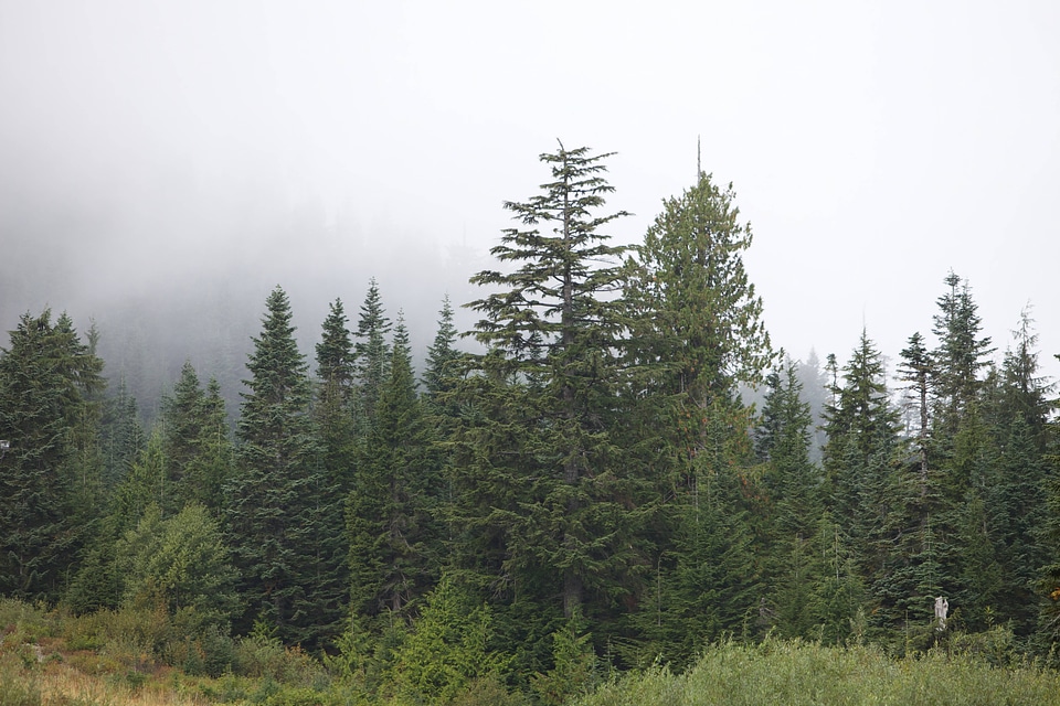 Western evergreen forests-1