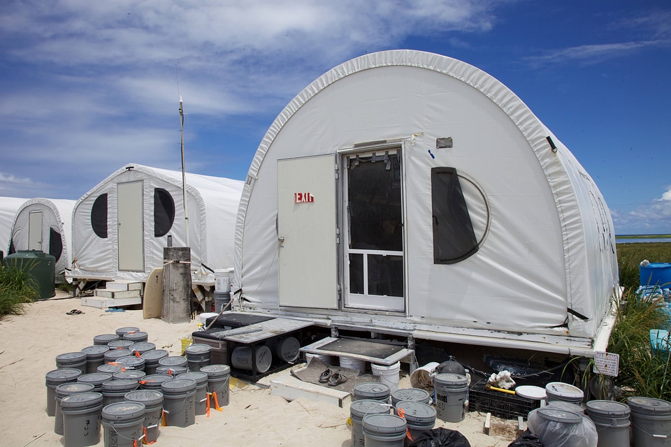 Nihoa Millerbird Translocation-1