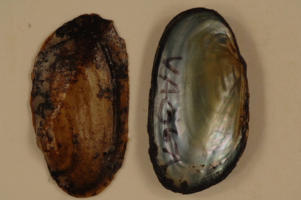 Elliptio complanata-2