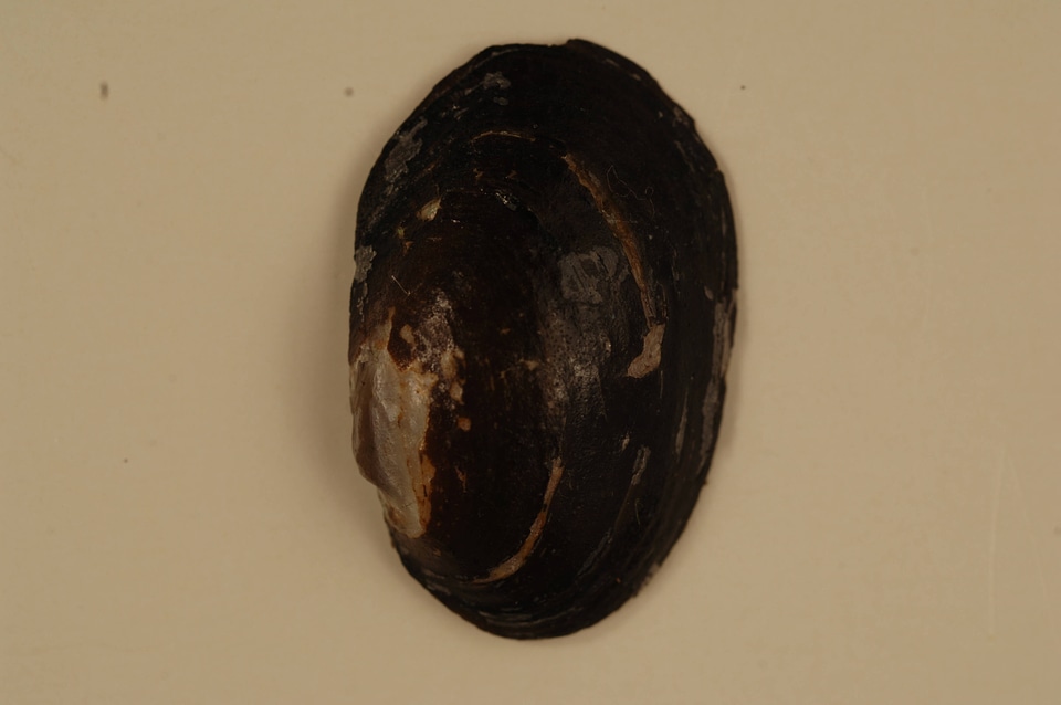 Toxolasma lividum (outside)