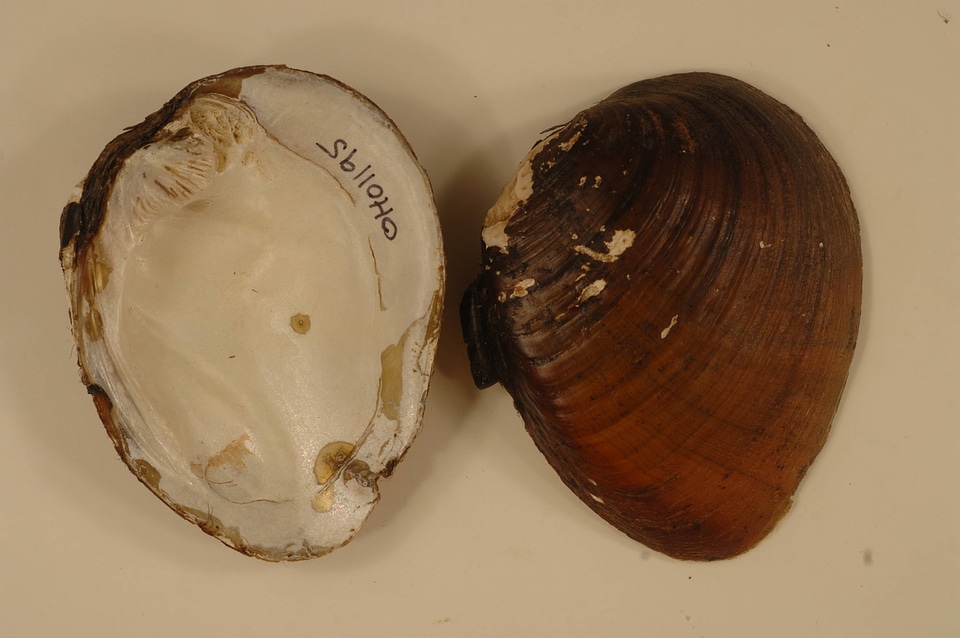 Ellipsaria lineolata-1