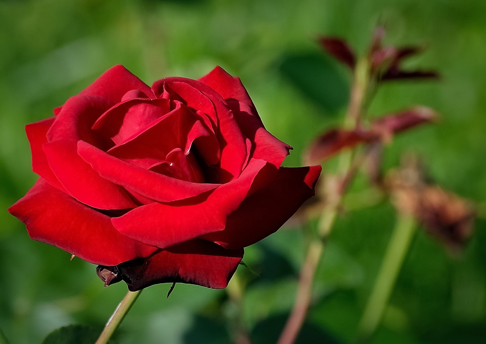 Beauty romantic petals