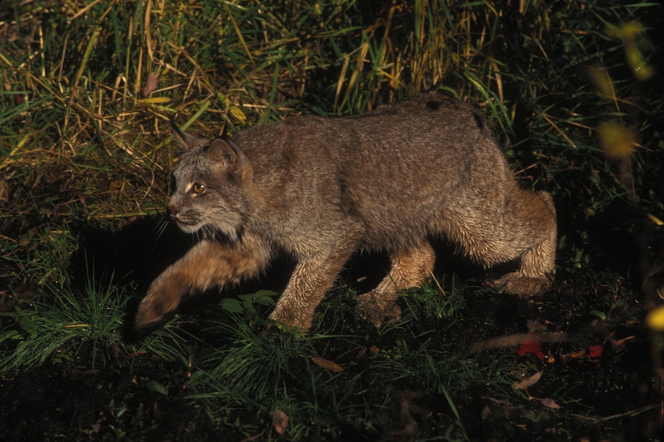 Lynx stalking prey
