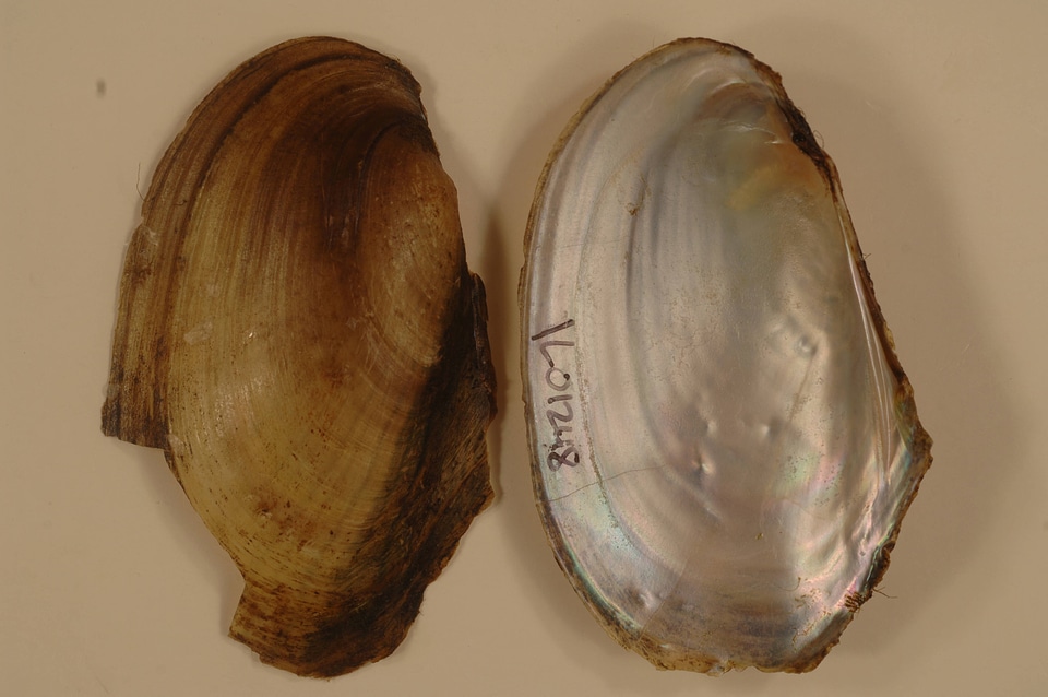 Leptodea fragilis-1