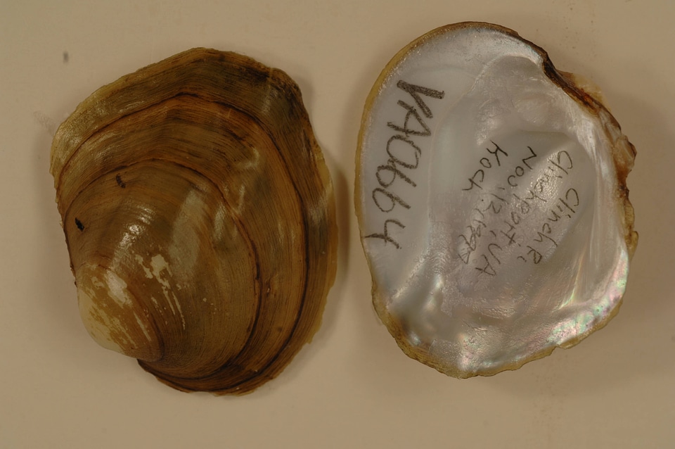 Amblema plicata-3