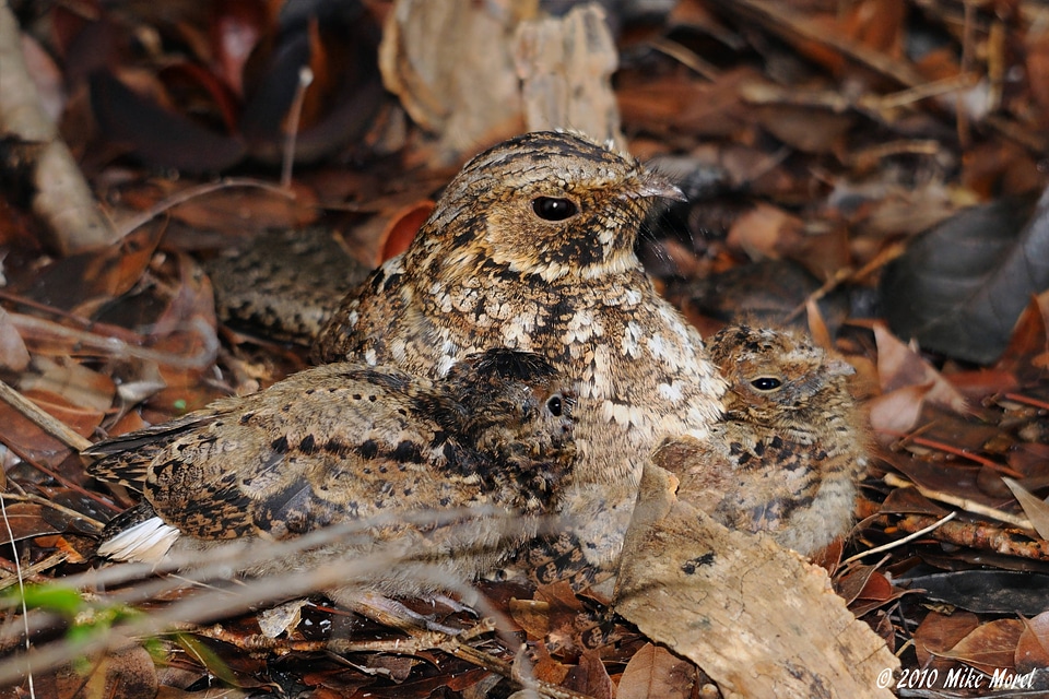 Puerto Rican nightjar with chicks
