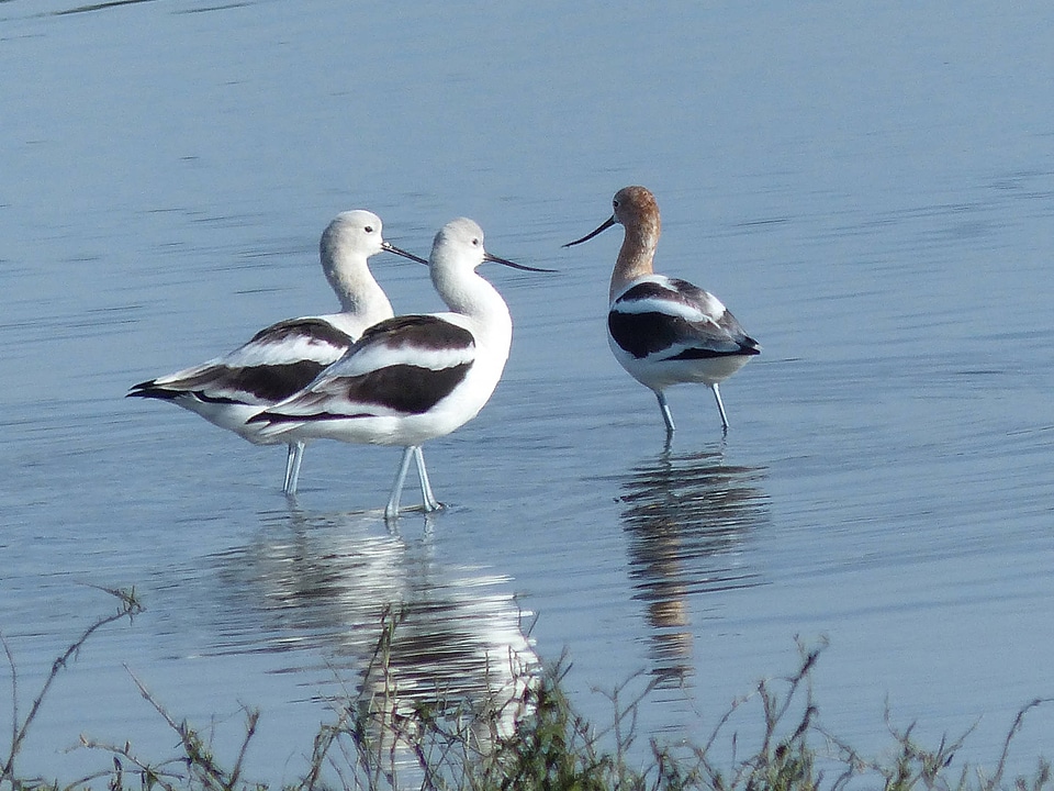 American Avocets-1
