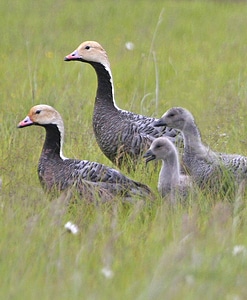 Emperor Goose Family Group photo