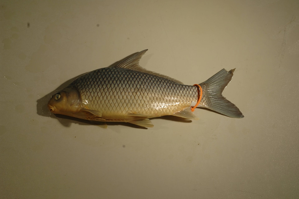 Carpiodes carpio-1