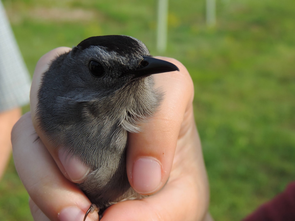 Gray Catbird-1