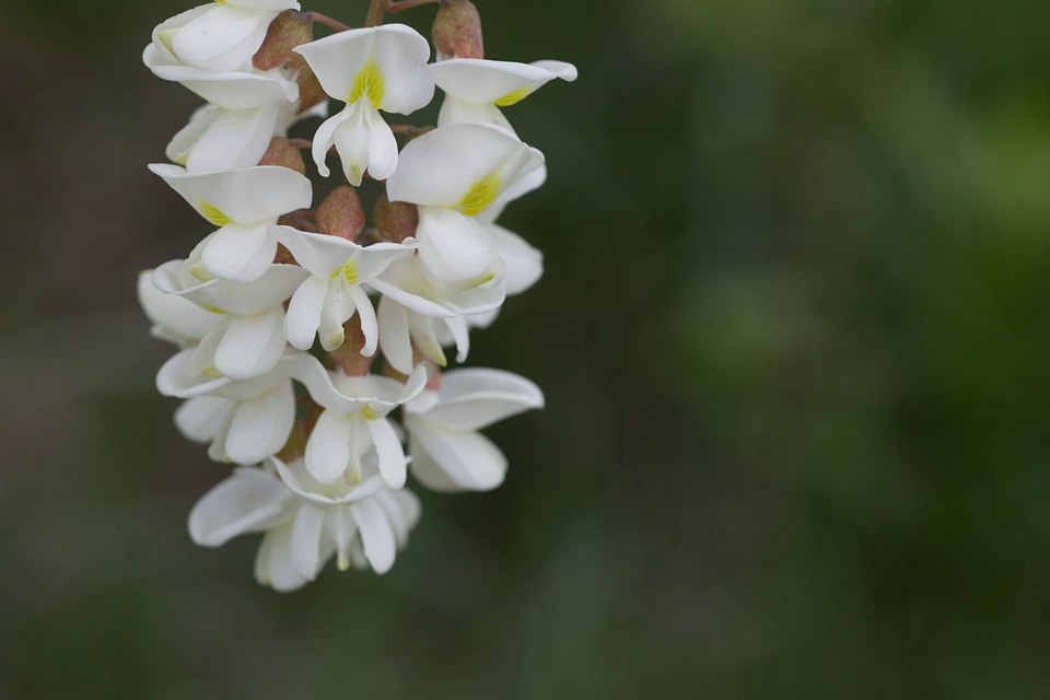 Black Locust flower