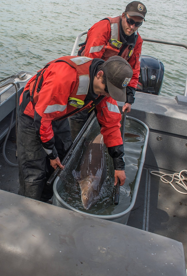 USFWS Fisheries crew transporting lake sturgeon-1