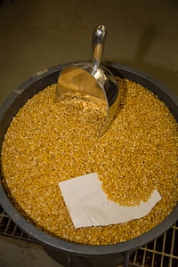 Corn used in fish food photo