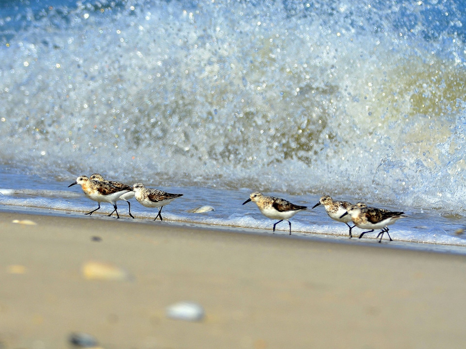 Sanderlings at Holgate Beach-2