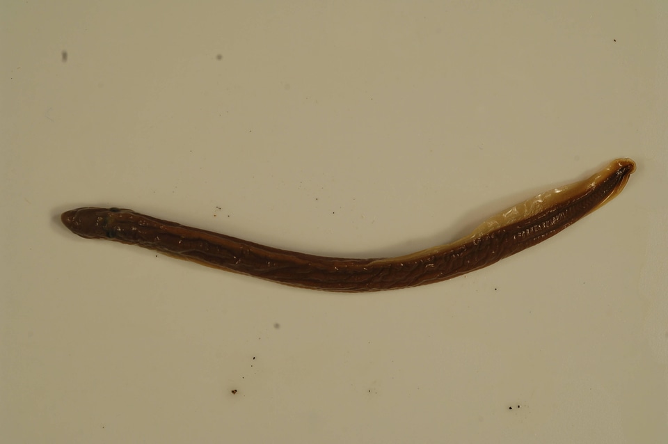 Ichthyomyzon fossor