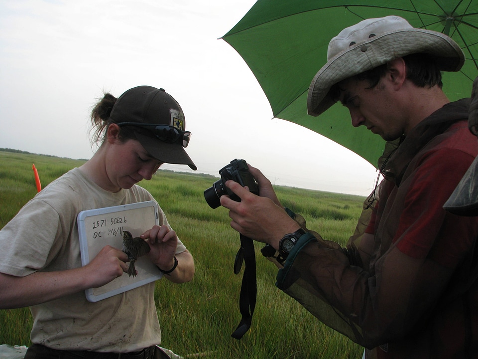 Telemetry on Saltmarsh sparrow-3