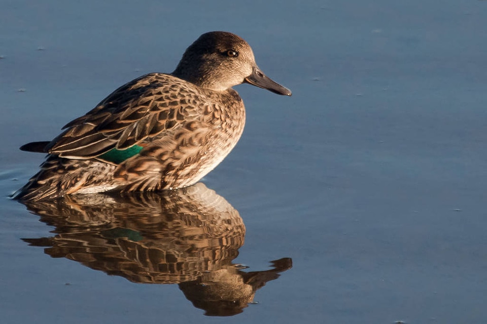 Green-winged Teal-2