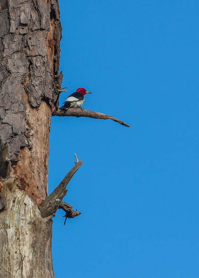 Red-headed woodpecker on dead snag-3