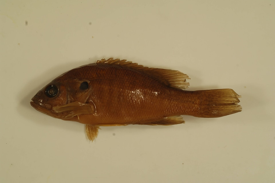 Lepomis cyanellus-4