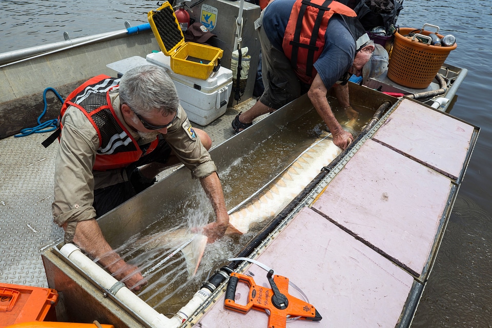Biologists measure a Gulf sturgeon in river-1
