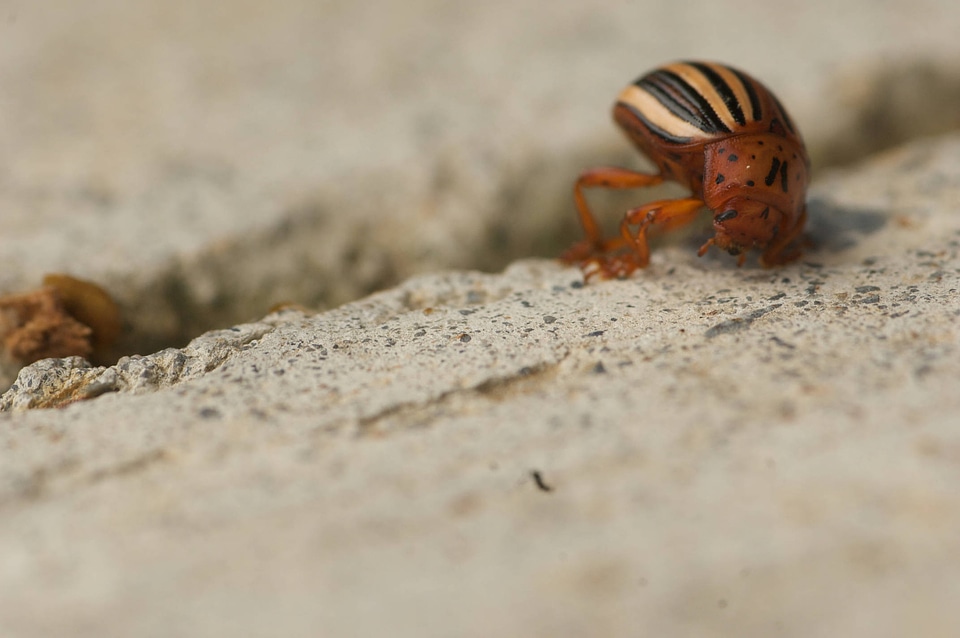 Colorado potato beetle-6