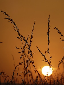 Summer sunset abendstimmung