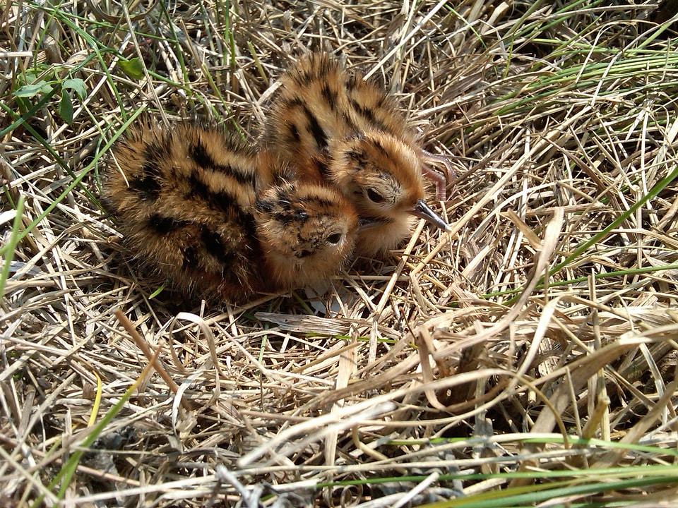 Wilson's Phalarope chicks