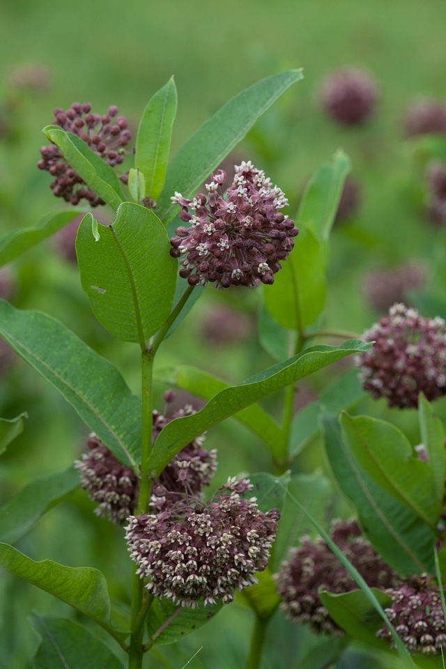Common Milkweed-2