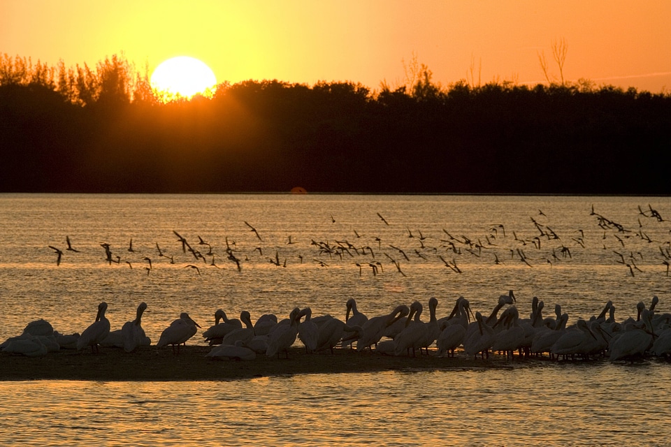 Sunset and shorebirds-1