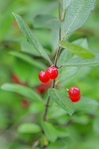 Invasive morrow's bush honeysuckle-2