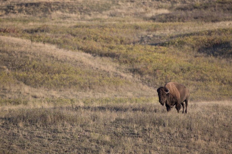Bison bull in landscape-3