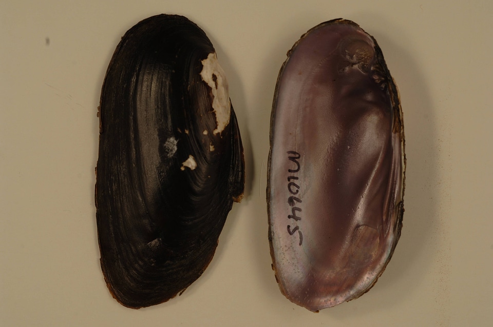 Elliptio dilatata-5
