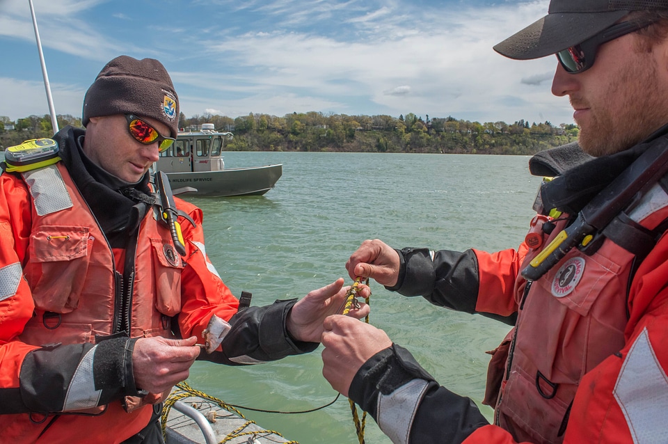 USFWS Fisheries crew baiting lines for lake sturgeon-4