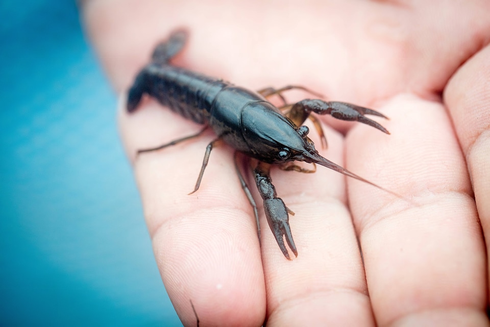 Panama City crayfish-2