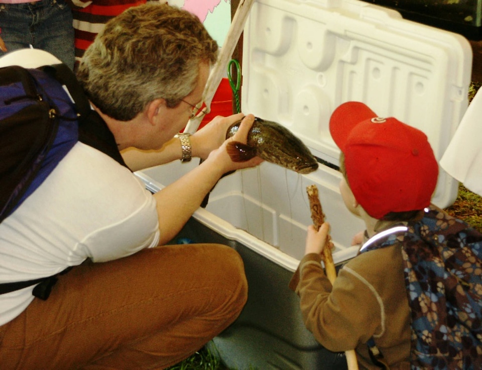 Father and son observe snakehead fish
