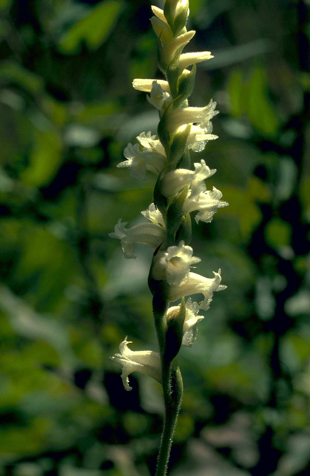 Ladies Tresses Orchid