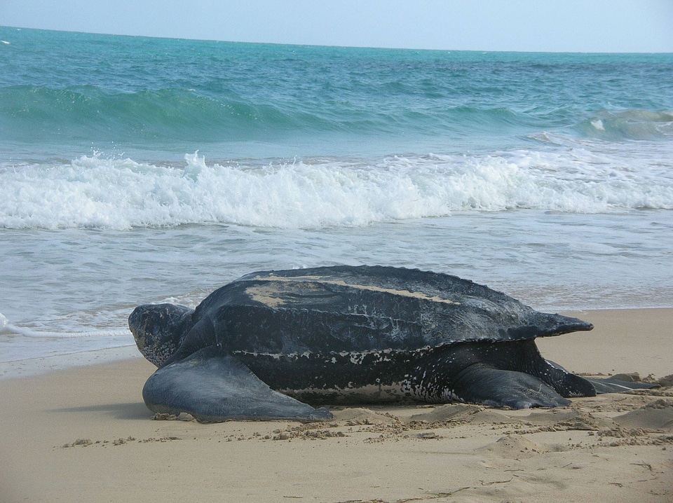 Leatherback sea turtle
