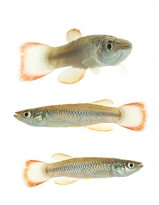 Plains topminnow photo