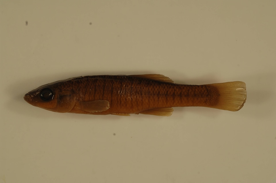 Fundulus diaphanus