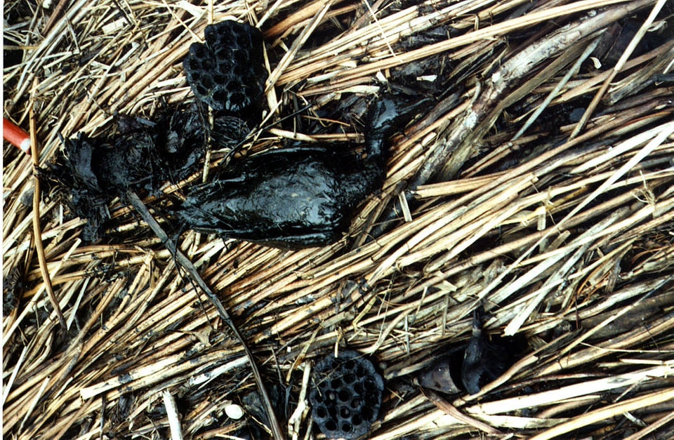 Mallards covered with oil