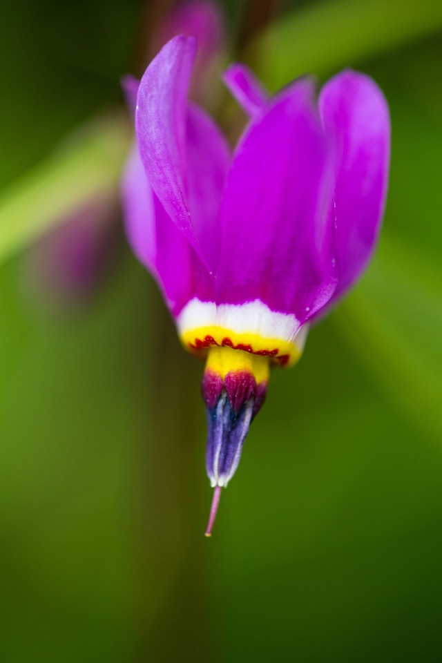 Shooting star flower