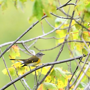 American redstart 