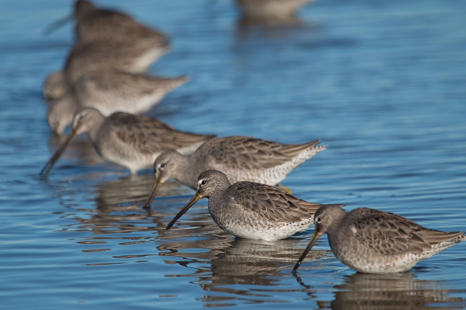 Short-billed Dowitchers-2
