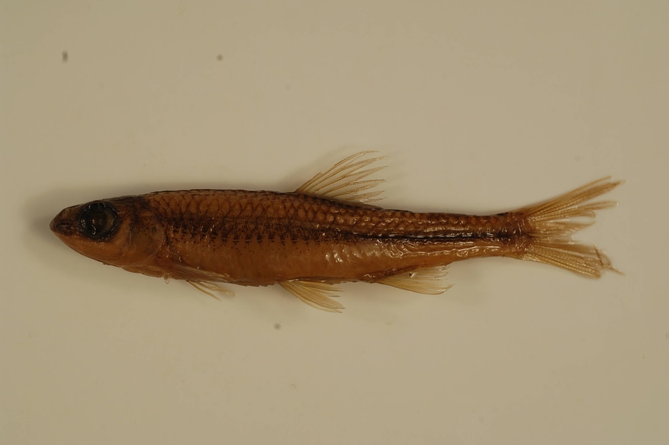 Notropis volucellus-1