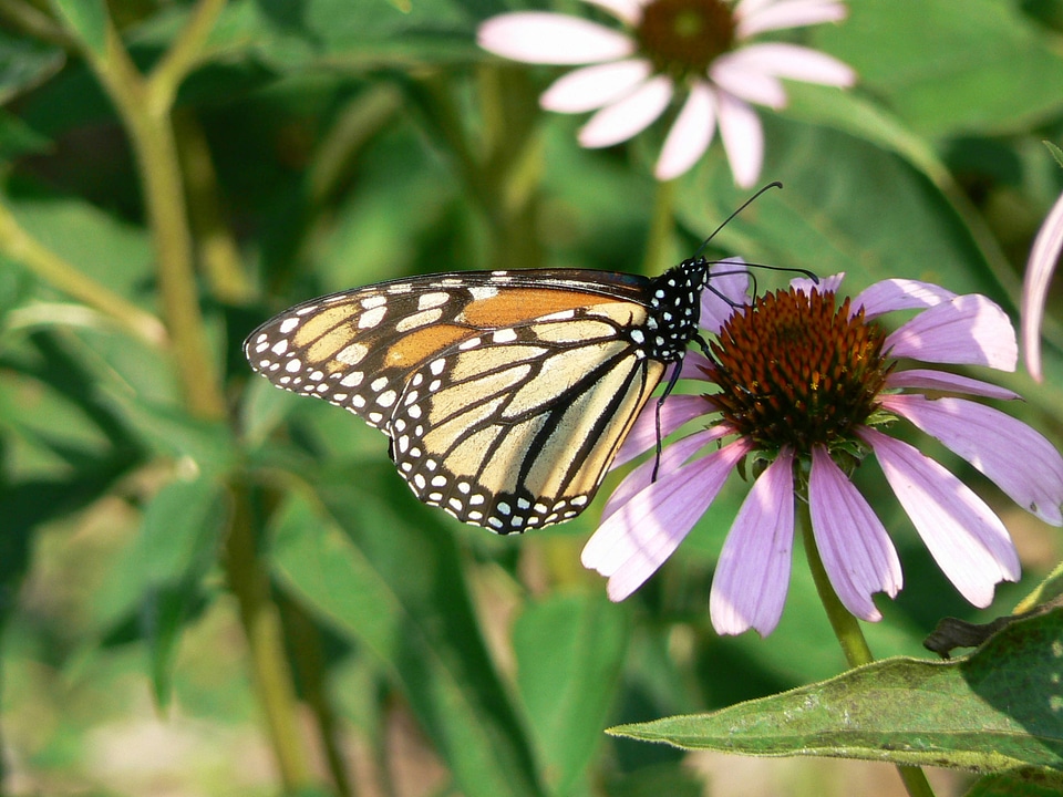 Monarch Butterfly-1