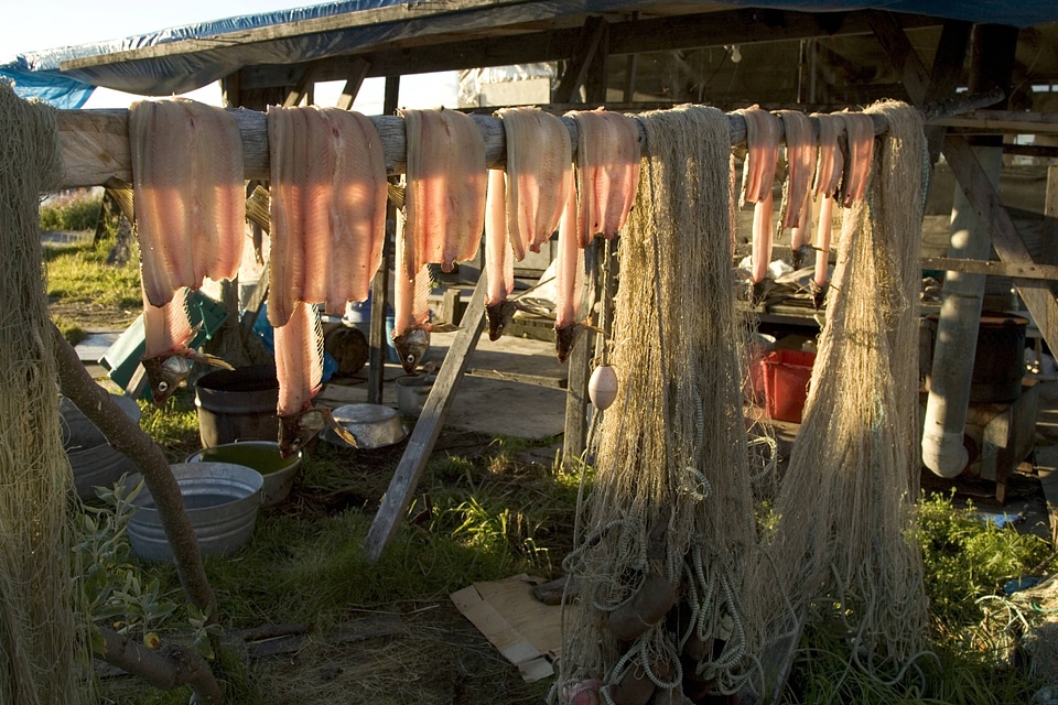 Preserving fish by drying in the sun