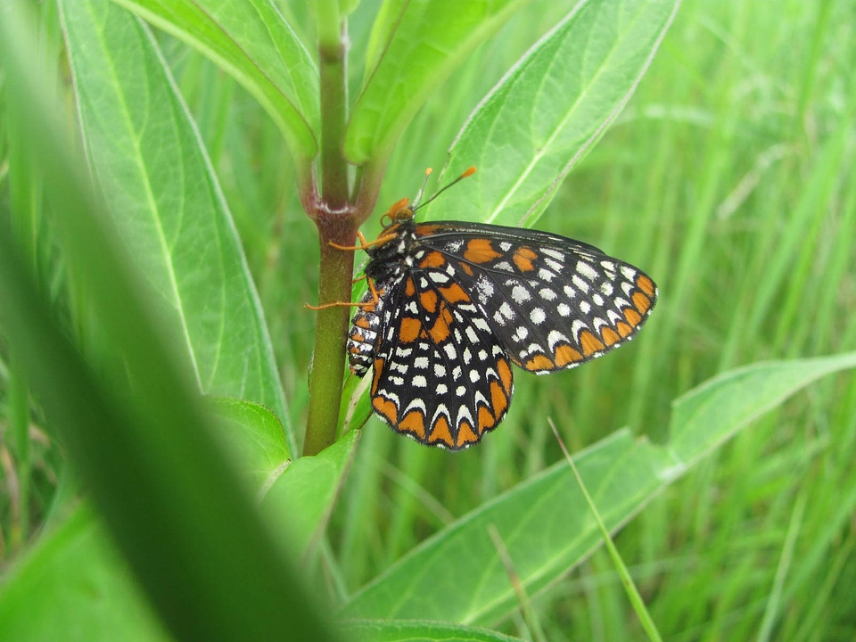 Baltimore checkerspot