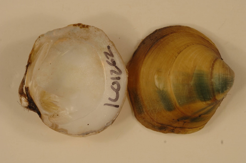 Amphinaias pustulosa-3